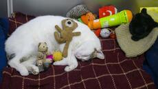 Mi-chats mi-pachas: Istanbul sous la griffe de ses félins