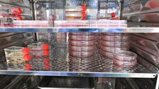 Cancers, immunité: les mille et une promesses de l'ARN messager dans un laboratoire d'Orléans