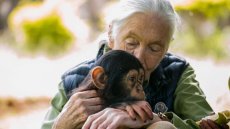 Jane Goodall, l'ambassadrice des chimpanzés