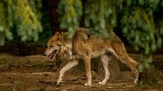 Hautes-Alpes: trois personnes seront jugées pour avoir abattu des loups illégalement