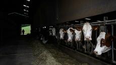 Après la dermatose, les éleveurs des Alpes reconstituent leurs troupeaux