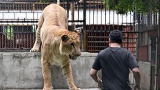 De la folie pure: la Thaïlande en proie à la surpopulation de lions domestiques
