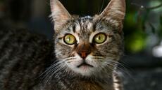 Et si les chats pouvaient nous aider à mieux soigner le cancer du sein?