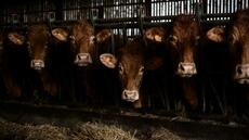 Elevages bovins: les seuils de déclaration environnementale relevés