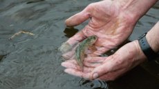 Les saumons sauvages de l’Allier menacés d'extinction par le changement climatique