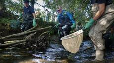 Dans les rivières à sec du Finistère, la bataille pour sauver les poissons