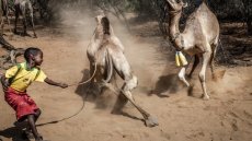 Dans le nord du Kenya frappé par le changement climatique, les dromadaires remplacent les vaches