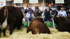 Salon de l'agriculture: pas de concours pour les vaches, présence symbolique en discussion