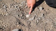 Un mystérieux pied fossilisé découvert en Ethiopie met sous les projecteurs un contemporain de Lucy