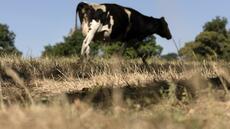 Nouveau virus chez les vaches suisses, françaises et allemandes : L'incroyable vitesse de la recherche
