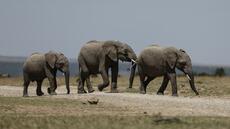 Kenya: le décès de 15 éléphants en un mois attribué à l'absorption de cyanure, selon l'enquête