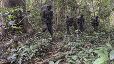 De braconnier à ranger: au Nigeria, le nouveau souffle de la forêt d'Okomu