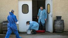 On est pris en étau: avec la dermatose, les vétérinaires cibles de menaces