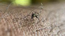 Premier cas autochtone de chikungunya en 2025 en métropole, dans le Var