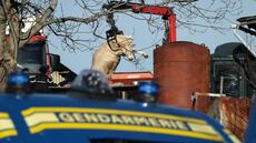 Ariège: l'abattage des bovins a débuté dans la ferme où un cas de dermatose a été détecté