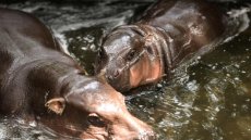 Hippo Birthday: Moo Deng fête son premier anniversaire en Thaïlande