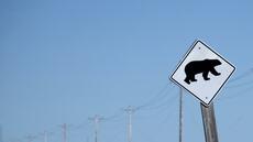 Un ours attaque un groupe d'écoliers dans l'ouest du Canada