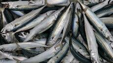 Maquereau: les scientifiques recommandent une baisse des captures de 11% dans l'Atlantique