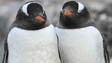 Climat: en Antarctique, les manchots avancent leur période de reproduction à vitesse record