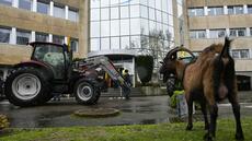 Dermatose et abattage des bovins: la Confédération paysanne et la Coordination rurale appellent à de nouvelles (…)