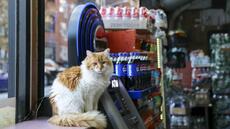 New York veut légaliser ses bodega cats, les chats de ses épiceries