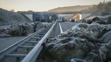 Dermatose: la pression monte dans le Sud-Ouest, à la veille d'une visite de Genevard