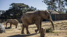 Les derniers éléphants du zoo de Johannesburg au coeur d'une féroce bataille judiciaire