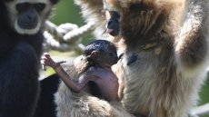 Naissance exceptionnelle d'un bébé gibbon à mains blanches dans la Sarthe