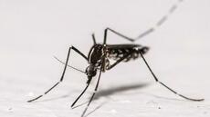 Santé: l'épidémie de chikungunya s'achève en métropole