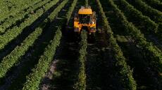 Vin: la production mondiale attendue en 2025 se ressaisit, mais reste basse