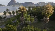 A Rio de Janeiro, des palmiers fleurissent pour la première fois avant de mourir