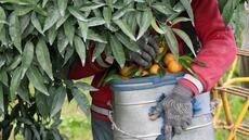 En Corse, protection renforcée de l'arche de Noé des agrumes du monde