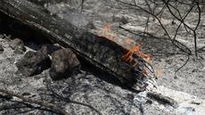 Mégafeu en Gironde: extinction, reconstruction, replantation... Le chantier de l'après