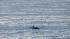 Islande : présentation début 2027 d'un projet de loi qui pourrait interdire la chasse à la baleine