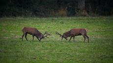Deux chasseurs condamnés après avoir tué un cerf sur la propriété de Luc Besson