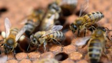 Néonicotinoïdes: chez l'humain, des risques incertains par manque d'études