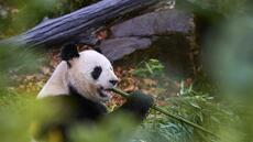 Beauval: derniers adieux émus du public, avant le retour des pandas en Chine mardi