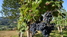 Les vendanges 2025 revues en baisse, minées par la canicule