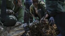 Au Kenya, des crocodiles déplacés parce qu'ils menacent les habitants