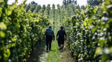 Dans le nord de l'Allemagne, le changement climatique chamboule la viticulture