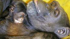 Ai, la chimpanzé prodige, est morte à 49 ans