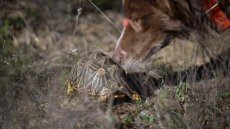 En Afrique du Sud, des chiens renifleurs à la rescousse de tortues bosselées
