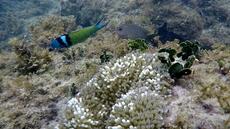 Caraïbes: les récifs coralliens réduits de moitié depuis 1980, selon un rapport