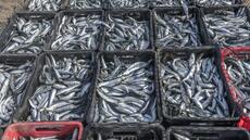 Nous sommes profondément inquiets : un virus mortel menace les sardines d'Afrique du Sud