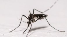 Chikungunya: l'ascension des cas autochtones continue dans l'Hexagone
