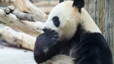 Arrivée aux Etats-Unis de deux pandas géants envoyés par la Chine