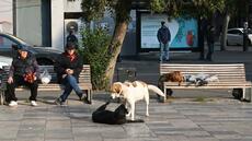En Géorgie, les chiens errants entre adoration et danger sanitaire