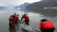 Les narvals, nouveaux alliés insolites de l'étude du climat dans l'Arctique