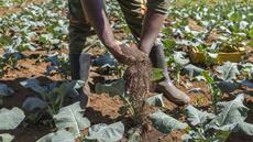 Kenya: lombrics et mouches au secours des sols des agriculteurs kényans