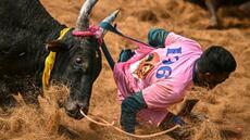 Dans l'Inde du Sud, la passion du jallikatu, l'autre tauromachie
